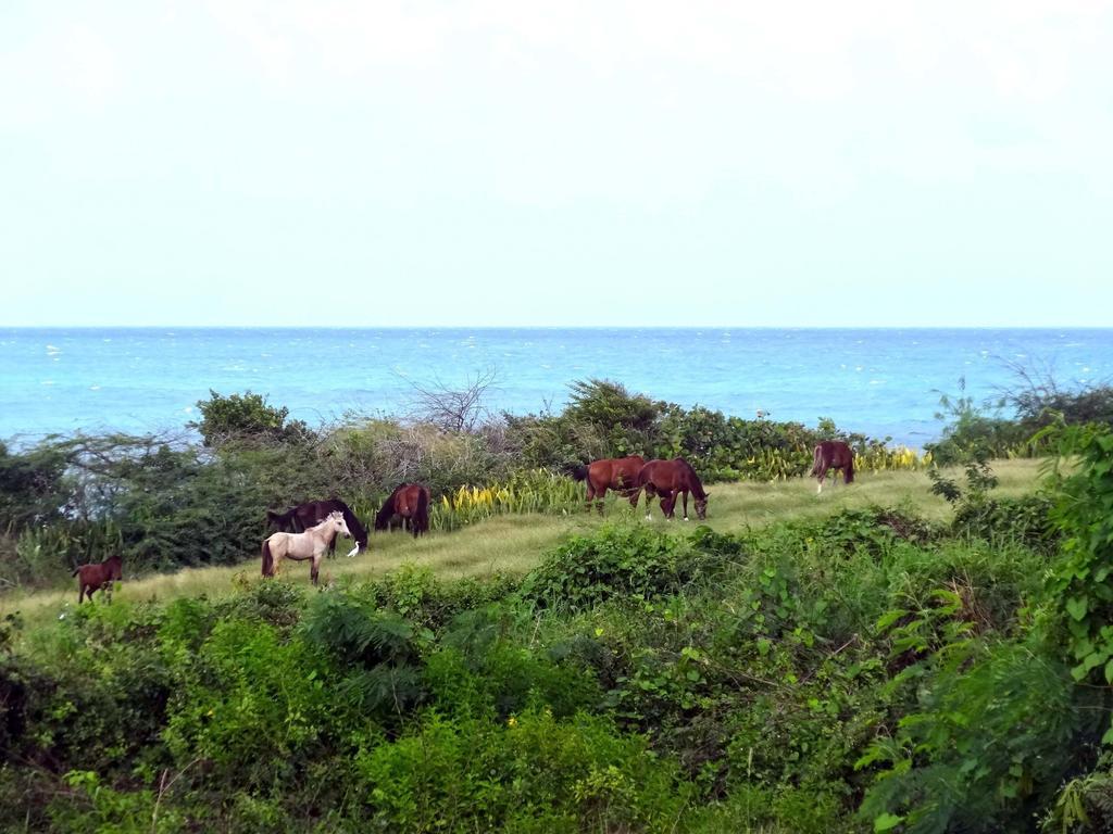 Tranquility By The Sea Villa Vieques Phòng bức ảnh